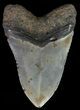 Megalodon Tooth - North Carolina #67292-1